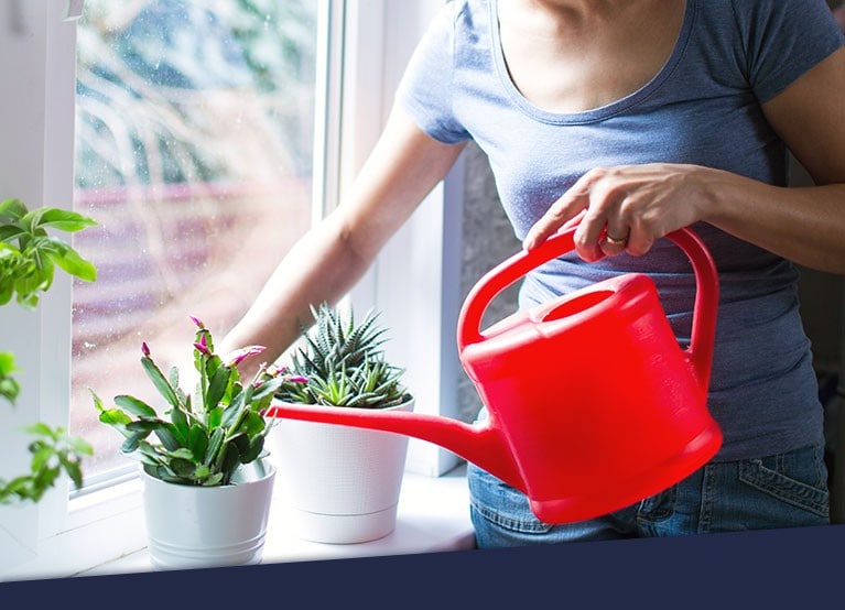 A hand watering a plant using a watering can