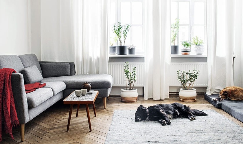 A living room with a couch and a large window with plants along the sill.